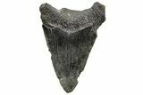2.85" Juvenile Megalodon Tooth - South Carolina - #195954-1